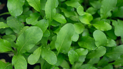 Close up of green leaves 