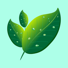 Dew on green leaves. Vector illustration