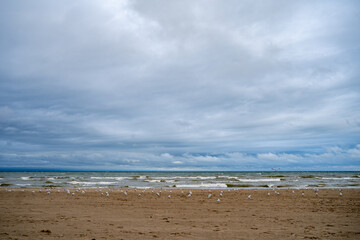 Seagulls on the wavy beach.