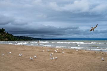 Seagulls on the wavy beach.