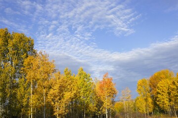 Fototapeta premium Beautiful Aspen Forest in prime fall colors against blue sky with moving clouds.