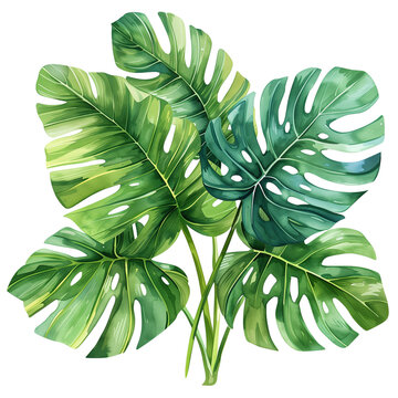 Monstera clip art preview
