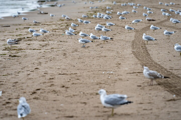 View of many seagulls on the beach.
