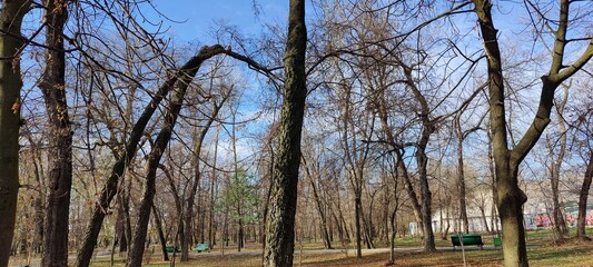 Obraz premium trees in the park