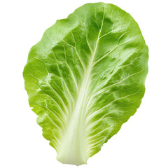 Fototapeta premium A large green leaf of lettuce Transparent Background