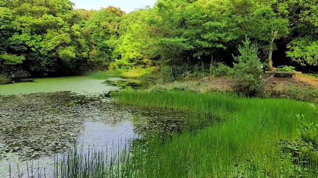 대한민국 제주도의 람사르 습지 보존 지역인 동백동산 습지에 있는 "먼물깍" 연못의 풍경이다.
