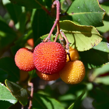 evergreen shrub Greek strawberry tree Arbutus andrachne