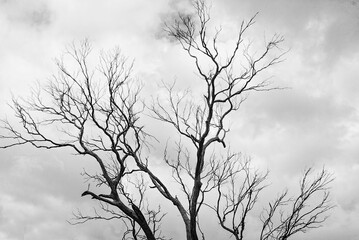 silhouette of trees with sky clouds in the background