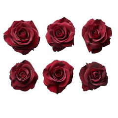 Obraz premium crimson roses blooming isolated on the white background, png, clear background 