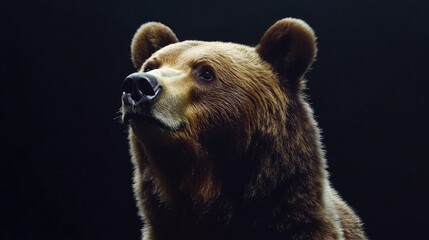 Obraz premium Majestic brown bear portrait highlighting intricate fur textures and expressive features against a deep black background.