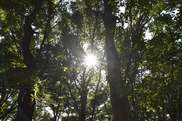Obraz premium 夏の日の美しい木漏れ日、深い森の奥にて。 