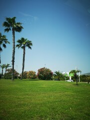 palm trees in spain 