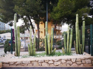 Cactus in spain city 