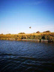 Heron flying over river 