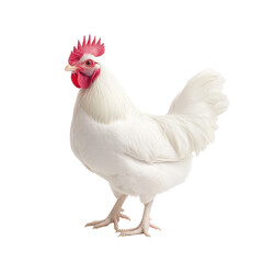 Fototapeta premium A white chicken with a red comb stands on a white background Transparent Background