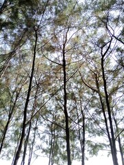 Obraz premium Pine trees in autumn on the beach with a bright sky background