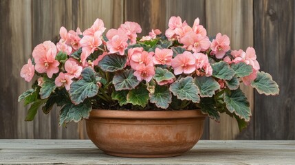 Pink Rex Begonia flowers in full bloom, beautifully arranged in a rustic terracotta planter against a natural wood backdrop.