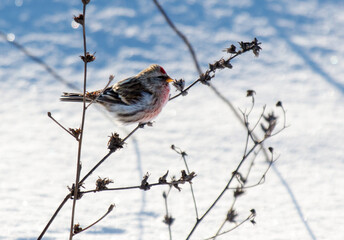 A bird is perched on a branch in the snow