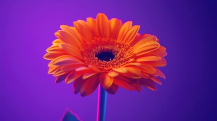 Vibrant orange gerbera flower prominently featured against a rich purple background, enhancing the neon and vaporwave aesthetic in a close-up shot.
