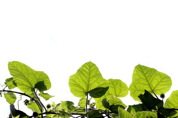 Coccinia grandis Voigt