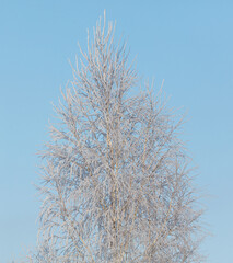 A tree with a lot of snow on it is in front of a blue sky