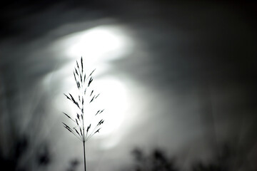 Blurred picture. The silhouette of the grass flower.