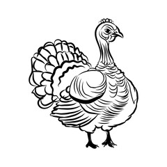 Thanksgiving day turkey clipart design.
