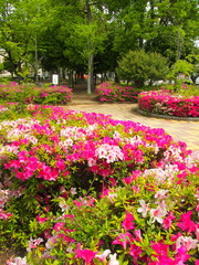 ツツジ咲く春の公園風景