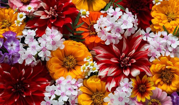 colorful texture of garden flowers, top view. a bouquet of phlox, zinnias and dahlias. a bright combination of different flowering plants.