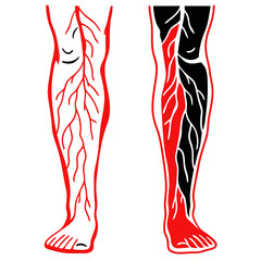 Human-veins-red-and-white-color