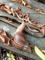 A Snail crawling on the Ground 