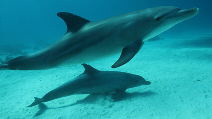 Obraz premium Pod of dolphins swimming underwater