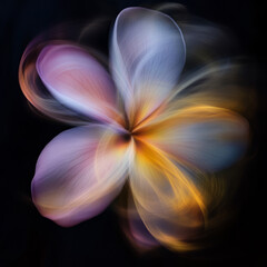 Fototapeta premium Frangipani Flowers Graphic Design Assets