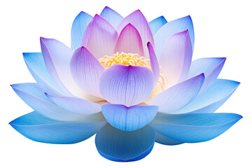 Blue lotus flower isolated on a transparent background.