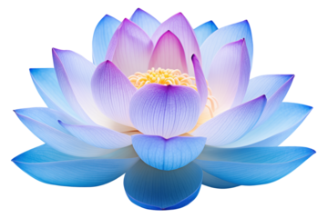 Blue lotus flower isolated on a transparent background.