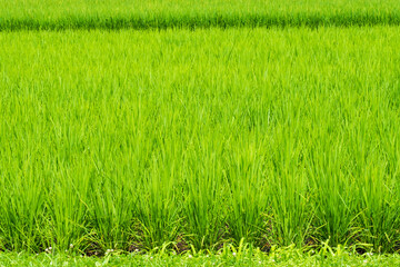 初夏の田んぼ