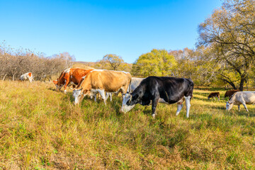 Cows grazing in meadow. Beautiful grassland pasture nature landscape in Inner Mongolia, China. Autumn landscape.