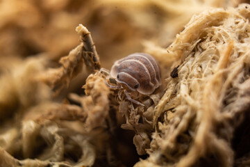 Close-Up of Isopod on Natural Fiber Background