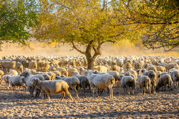 Sheep grazing in the morning. Beautiful grassland pasture scenery in Inner Mongolia, China. Autumn landscape.
