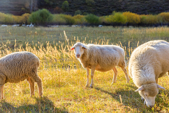 Sheeps grazing in meadow. A curious sheep looking at the camera. Autumn landscape.