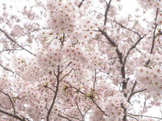 桜（ソメイヨシノ） 日本 神奈川県 湯河原町。
Cherry blossoms (Someiyoshino) Yugawara-machi, Kanagawa, Japan.