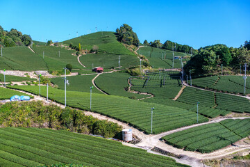 宇治茶の主生産地、和束町でいちばん有名な石寺の茶畑　