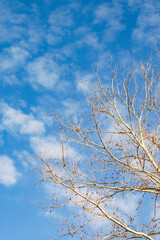青空と冬の木の枝の抽象的な写真