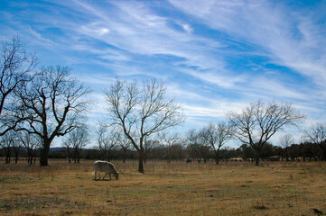 テキサスの牧場風景の写真