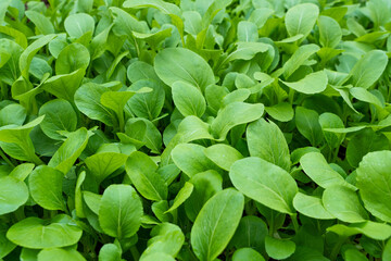 Fresh green Brassica chinensis var parachinensis plant