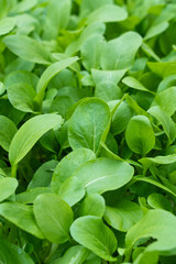 Fresh green Brassica chinensis var parachinensis plant