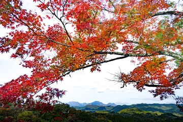 岡城址の紅葉