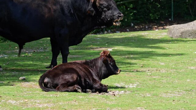 Heck cattle, Bos primigenius taurus, claimed to resemble the extinct aurochs. Domestic highland cattle