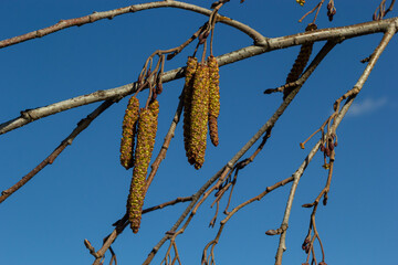 Naklejka premium Small branch of black alder Alnus glutinosa with male catkins and female red flowers. Blooming alder in spring beautiful natural background with clear earrings and blurred background