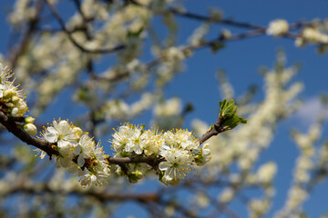 Selective focus of beautiful branches of plum blossoms on the tree under blue sky, Beautiful Sakura flowers during spring season in the park, Floral pattern texture, Nature background
